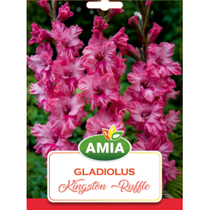 Bulbi gladiole Kingston Ruffle, calibru 12/14, 7 bucati, AMIA